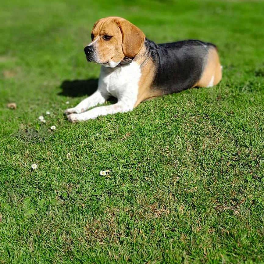 Youpi participe au concours pour gagner de l'argent avec cette photo : animal, beagle, canine, collar, daytime, dog, ears, field, fur, grass, greenery, lying_down, mammal, nature, outdoor, pet, portrait, relaxing, summer, sunlight