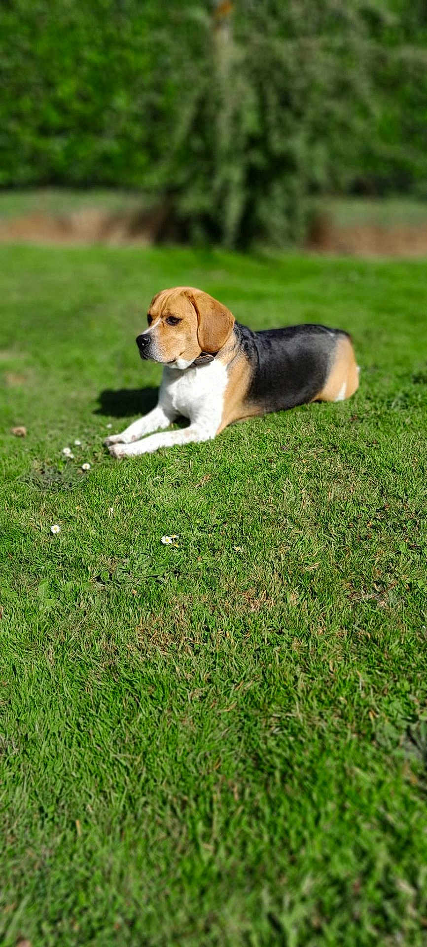 Youpi participe au concours pour gagner de l'argent avec cette photo : dog, beagle, grass, outdoor, pet, animal, nature, greenery, sunlight, lying_down, collar, canine, mammal, fur, ears, portrait, field, relaxing, summer, daytime