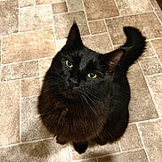 Oso is registered to the contest to win money with this photo: black_cat, cat, pet, feline, indoor, looking_up, green_eyes, fluffy_fur, whiskers, tail, floor_tiles, household, cute, animal, domestic_cat, fur, ears, mammal, portrait, companion