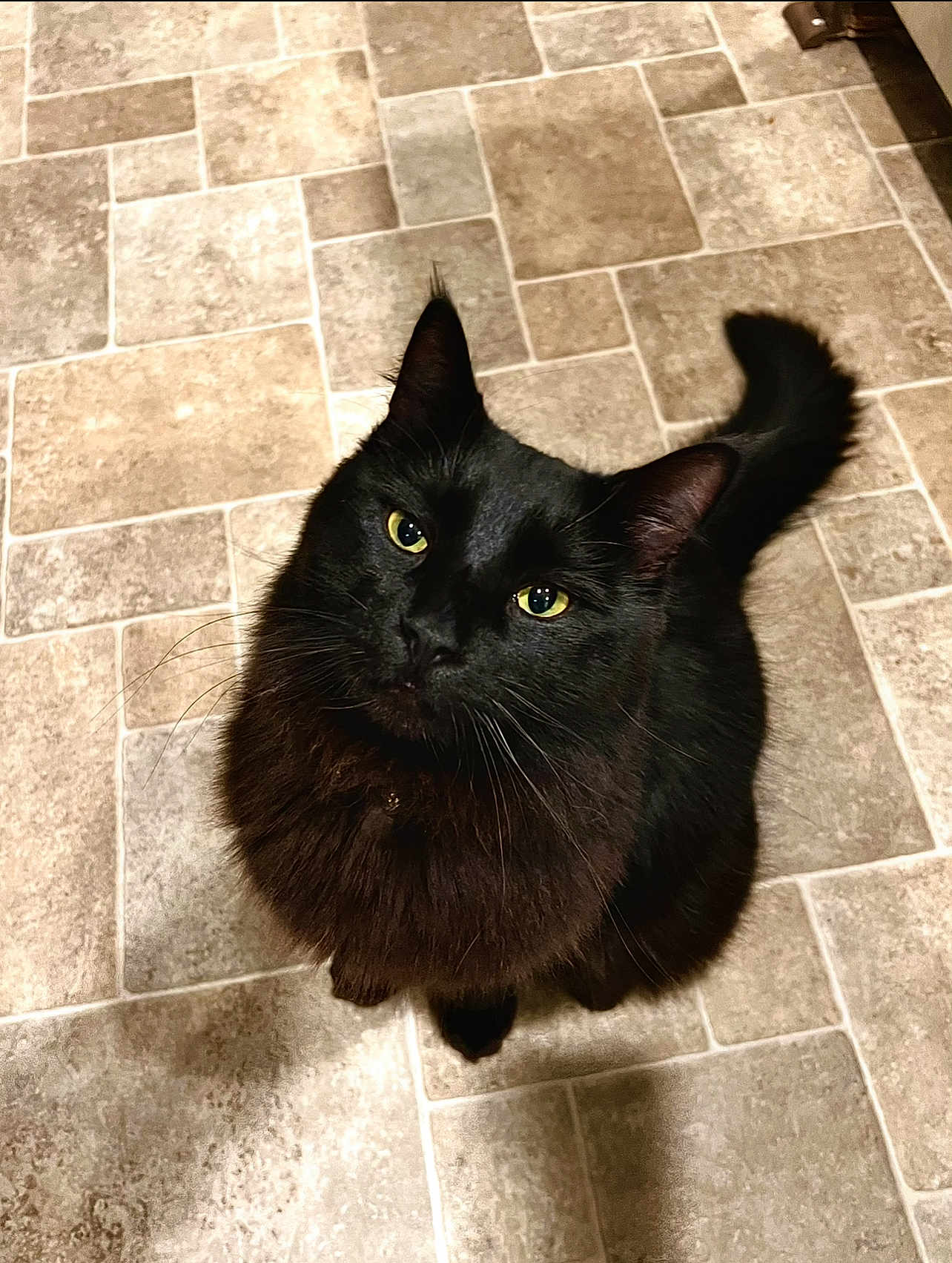 Oso is registered to the contest to win money with this photo: black_cat, cat, pet, feline, indoor, looking_up, green_eyes, fluffy_fur, whiskers, tail, floor_tiles, household, cute, animal, domestic_cat, fur, ears, mammal, portrait, companion