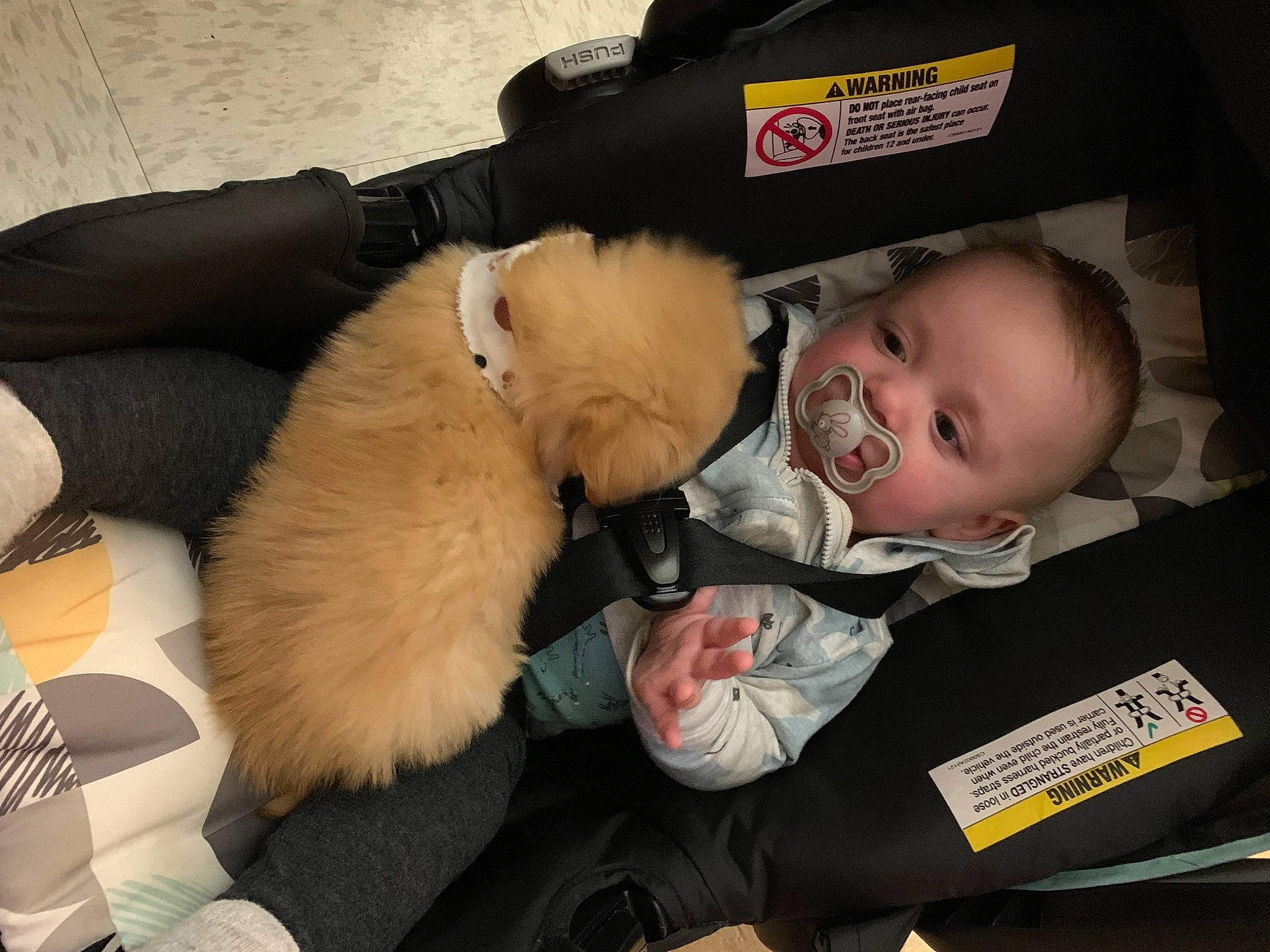 Jase joined the competition — help win amazing prizes! baby, baby_carriage, baby_products, bag, baggage, canidae, car_seat, child, comfort, companion_dog, fun, fur, lap, luggage_and_bags, person, plush, room, sporting_group, stuffed_toy, toddler
