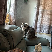Cloud joined the competition — help win amazing prizes! cat, gray_cat, leather_couch, armrest, curtains, window, wooden_turtle, marble_table, natural_light, living_room, furniture, indoor, pet, fur, whiskers, quiet, home, decor, shadow, seat
