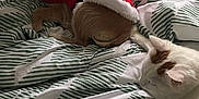 Luna is registered to the contest to win money with this photo: animal_bond, animal_companions, bed, blanket, brown_markings, cat, cozy, cute, dog, domestic_animals, fur, fur_texture, holiday_outfit, indoors, patterned_bedspread, pet_clothing, relaxation, resting, small_dog, white_cat
