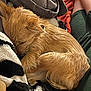 Luna joined the competition — help win amazing prizes! animal, blanket, brown, close_up, comfort, companion, couch, cozy, curled_up, dog, fur, home, indoor, nap, pet, relaxed, resting, sleeping, soft, warm