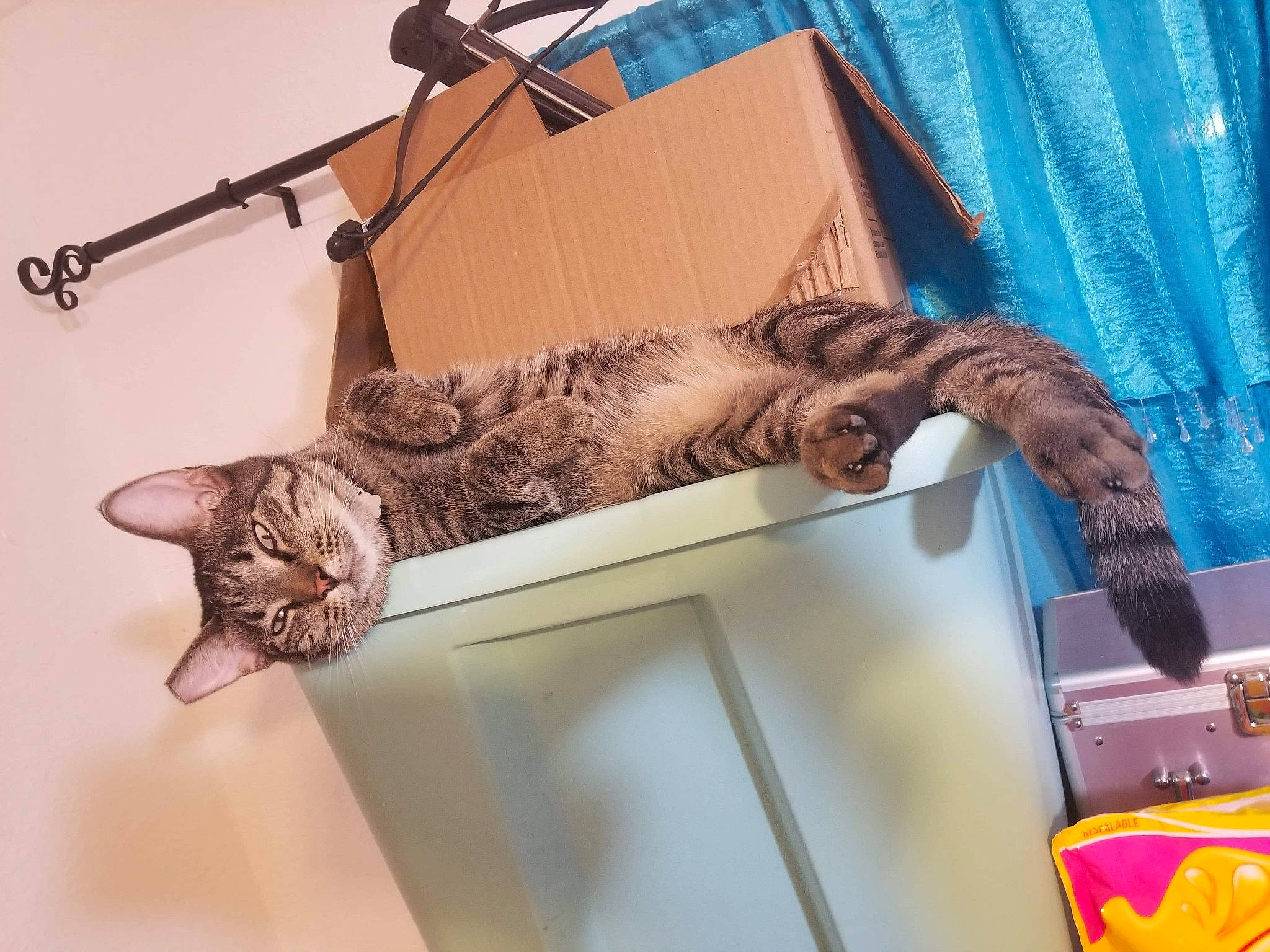 Kara joined the competition — help win amazing prizes! american_shorthair, asian, bengal, carnivore, cat, curtain, domestic_short_haired_cat, dragon_li, european_shorthair, felidae, fur, interior_design, kitten, maine_coon, ocicat, pixie_bob, small_to_medium_sized_cats, tabby_cat, tail, whiskers