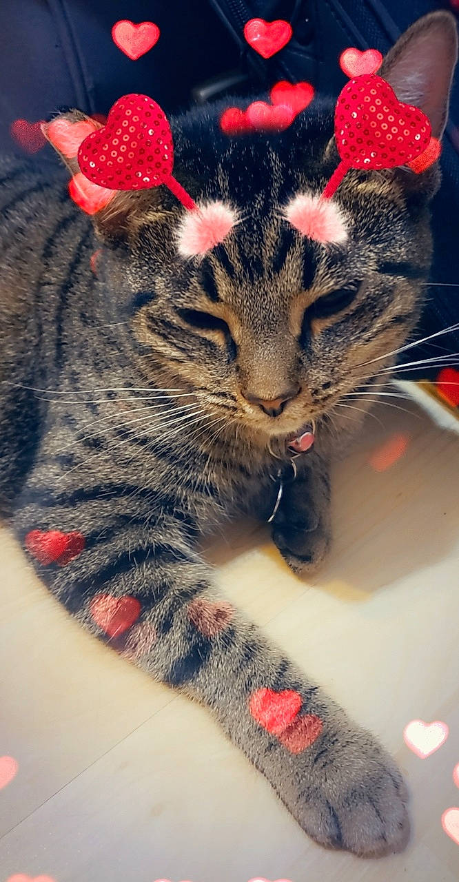 Kara joined the competition — help win amazing prizes! american_shorthair, carnivore, cat, domestic_short_haired_cat, ear, european_shorthair, felidae, fur, kitten, nose, paw, small_to_medium_sized_cats, snout, tabby_cat, whiskers