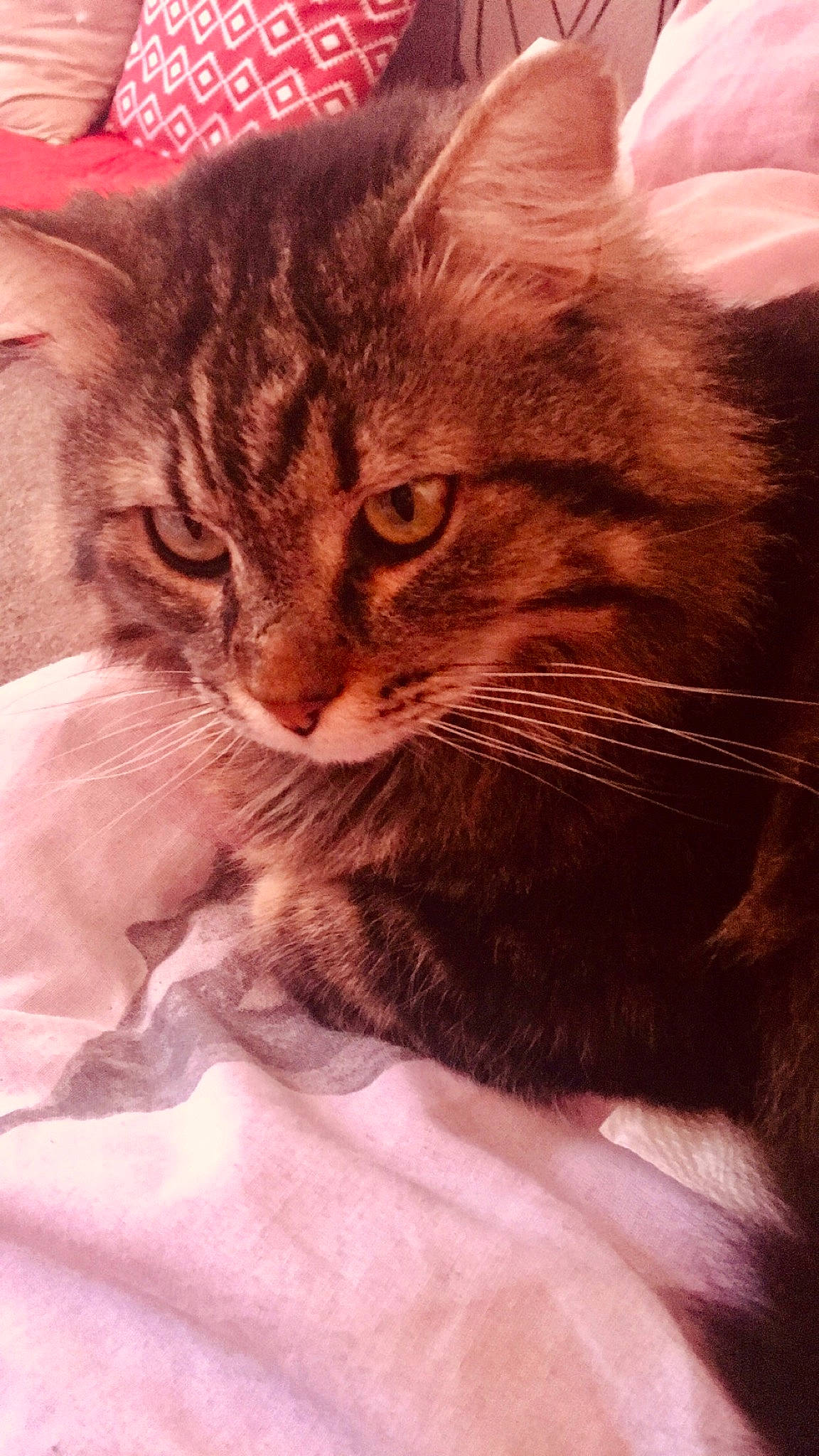 E.t a rejoint le concours — aidez-le/la à gagner de superbes lots ! american_curl, carnivore, cat, cymric, domestic_long_haired_cat, european_shorthair, felidae, fur, kitten, maine_coon, mammal, norwegian_forest_cat, siberian, small_to_medium_sized_cats, snout, whiskers