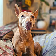 Ninja participe au concours pour gagner de l'argent avec cette photo : dog, pet, indoor, couch, blanket, furniture, ears, nose, portrait, animal, canine, brown, sitting, houseplant, home, cozy, relaxed, fur, looking, comfort