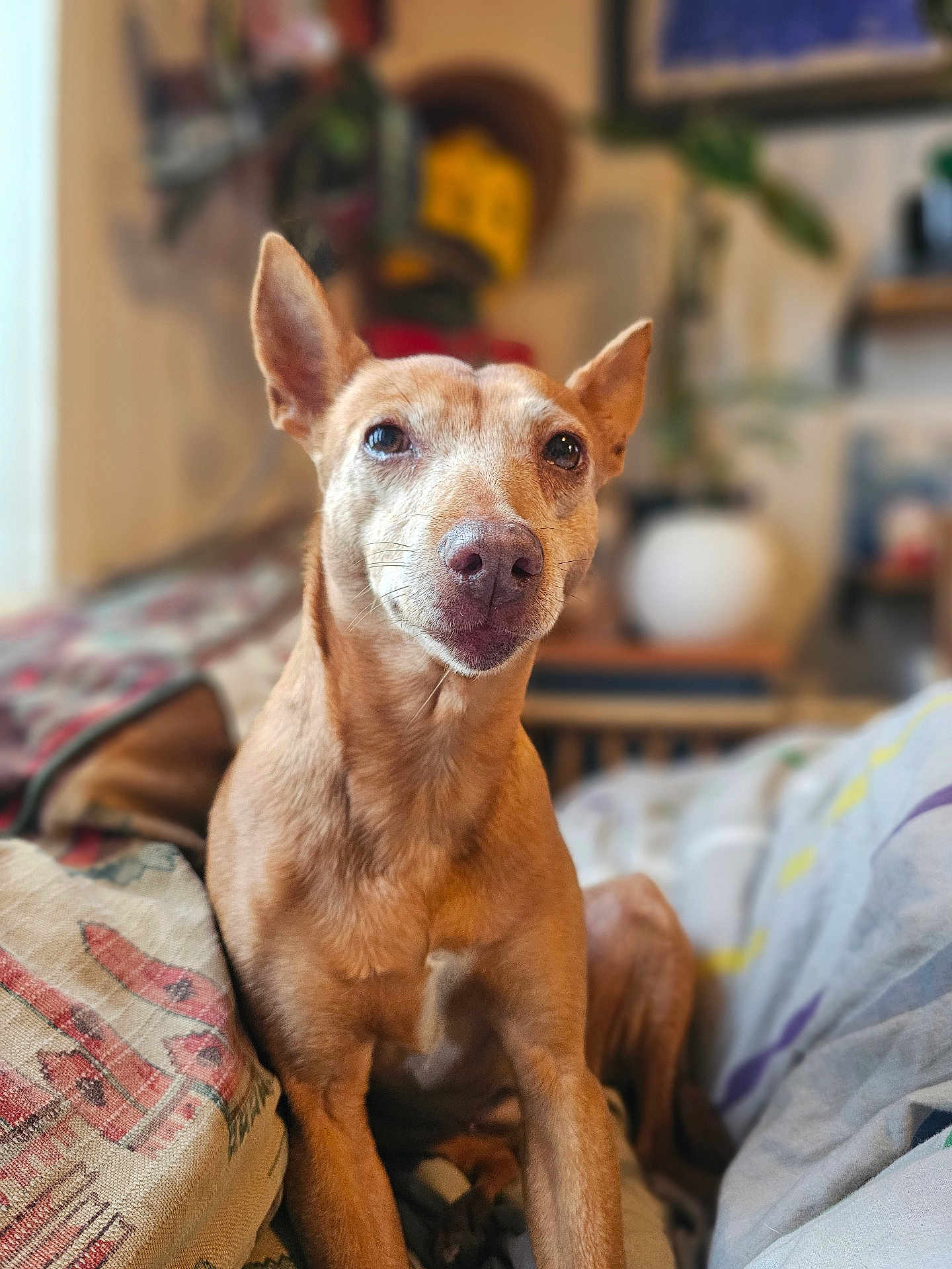 Ninja participe au concours pour gagner de l'argent avec cette photo : dog, pet, indoor, couch, blanket, furniture, ears, nose, portrait, animal, canine, brown, sitting, houseplant, home, cozy, relaxed, fur, looking, comfort