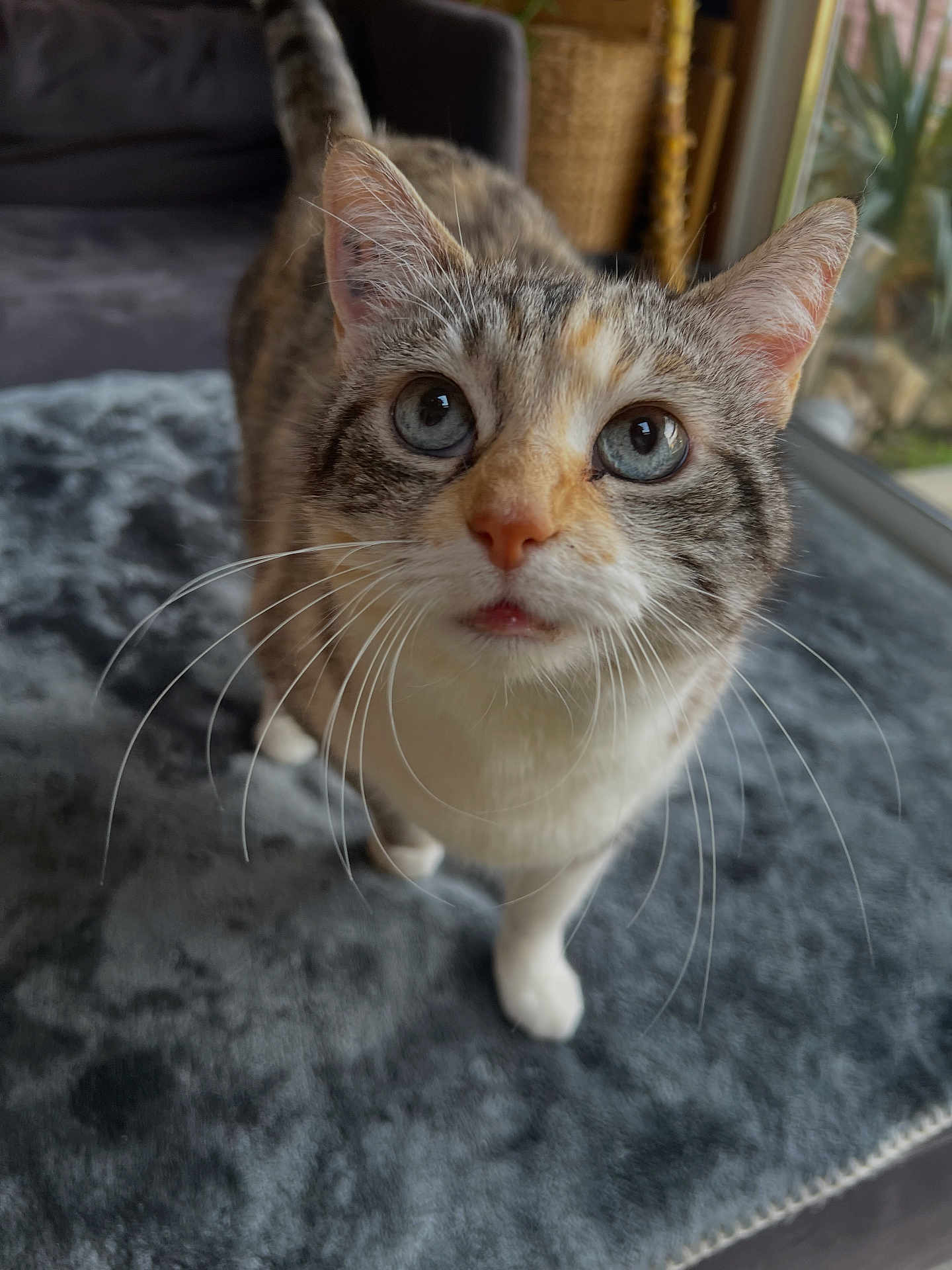 Mia