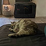 cat, indoor, furniture, lamp, bookshelf, pet_crate, floor, curled_up, fur, resting, cozy, home, domestic, animal, looking, curious, table, lighting, relaxing, room
