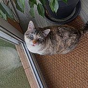 Mia a rejoint le concours — aidez-le/la à gagner de superbes lots ! cat, blue_eyes, doormat, glass_door, plant, leaves, potted_plant, fur, indoor, curious, looking_up, brown, gray, white, striped, floor, natural_light, pet, domestic_cat, cozy