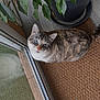 cat, blue_eyes, doormat, glass_door, plant, leaves, potted_plant, fur, indoor, curious, looking_up, brown, gray, white, striped, floor, natural_light, pet, domestic_cat, cozy
