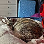 cat, sleeping, blanket, bed, fluffy, feline, indoor, cozy, plush_toy, suitcase, furniture, drawer, purple, white, gray, striped, animal, relaxing, soft, cute