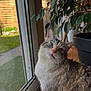 cat, blue_eyes, indoor, plant, glass_door, window, leafy_plant, curious, pet, feline, striped_fur, white_fur, domestic_cat, looking_up, close_up, animal, home, daylight, garden, natural_light