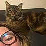 person, cat, glasses, nose_ring, happy, smiling, tabby_cat, indoor, couch, fur, whiskers, hair, face, mouth_open, eyewear, pet, relaxed, brown, black, furniture