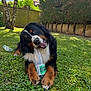 dog, bernese_mountain_dog, grass, plastic_bottle, outdoor, playful, pet, canine, lawn, trees, fence, sunlight, greenery, nature, chewing, animal, cute, happy, fur, head_tilt