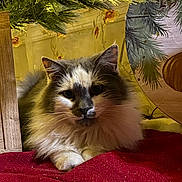 Snuffkin joined the competition — help win amazing prizes! cat, fluffy, black_and_white, red_blanket, christmas_tree, decorations, indoor, cozy, pet, animal, fur, relaxed, holiday, pine_branches, lighting, close_up, cute, domestic_cat, resting, feline