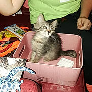 Asher is registered to the contest to win money with this photo: abyssinian, animal, baby, bag, baggage, box, cardboard, carton, cat, computer, couch, electronics, furniture, kitten, laptop, pc, person, pet, phone, text