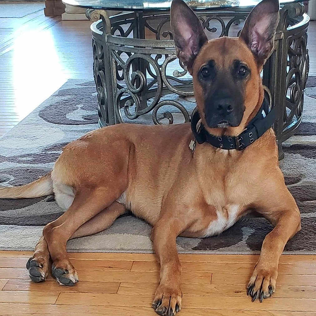 Apollo joined the competition — help win amazing prizes! animal, boxer, bulldog, canine, dog, dogbed, hardwood, indoors, interiordesign, pet, policedog, puppy, racket, snout, sport, stainedwood, tennis, tennisracket, wood