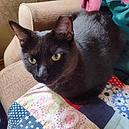 Onyx joined the competition — help win amazing prizes! animal, black_cat, blanket, cat, chair, close_up, colorful, cozy, cushion, ears, feline, fur, golden_eyes, indoors, lounging, pet, portrait, quilt, sitting, whiskers