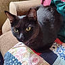 animal, black_cat, blanket, cat, chair, close_up, colorful, cozy, cushion, ears, feline, fur, golden_eyes, indoors, lounging, pet, portrait, quilt, sitting, whiskers