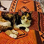 animal, black, blanket, brown, calico_cat, cat, cozy, cute, domestic, feline, fur, indoor, lying_down, orange, pattern, paw, pet, relaxed, resting, white