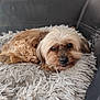 dog, small_dog, fluffy, curled_up, resting, cushion, shaggy, sofa, indoor, pet, sleepy, cozy, brown_fur, light_fur, cute, animal, domestic_animal, companion, relaxed, fur
