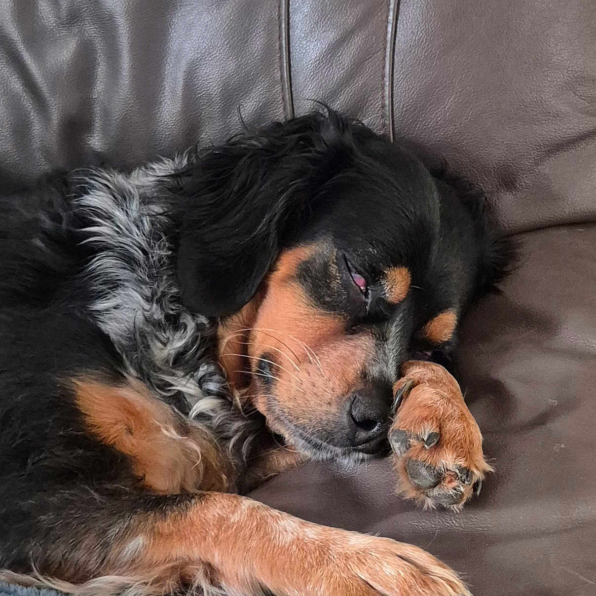 Ushka a rejoint le concours — aidez-le/la à gagner de superbes lots ! dog, sleeping, paw, leather_couch, fur, black, brown, white, resting, closeup, pet, animal, cute, cozy, indoor, relaxed, napping, canine, comfort, fur_texture