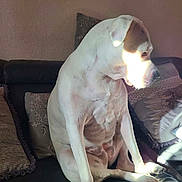 Arya participe au concours pour gagner de l'argent avec cette photo : animal, couch, cushion, dog, domestic_animal, face, fur, furniture, home, indoor, light, paw, pet, portrait, relaxing, shadow, sitting, sunlight, wall, white_dog