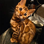 Milly joined the competition — help win amazing prizes! kitten, cat, feline, tabby_cat, striped_fur, whiskers, big_eyes, curious, tilted_head, ears, pet, cute, fur, portrait, closeup, indoor, plastic_sheet, dark_background, soft_lighting, sitting