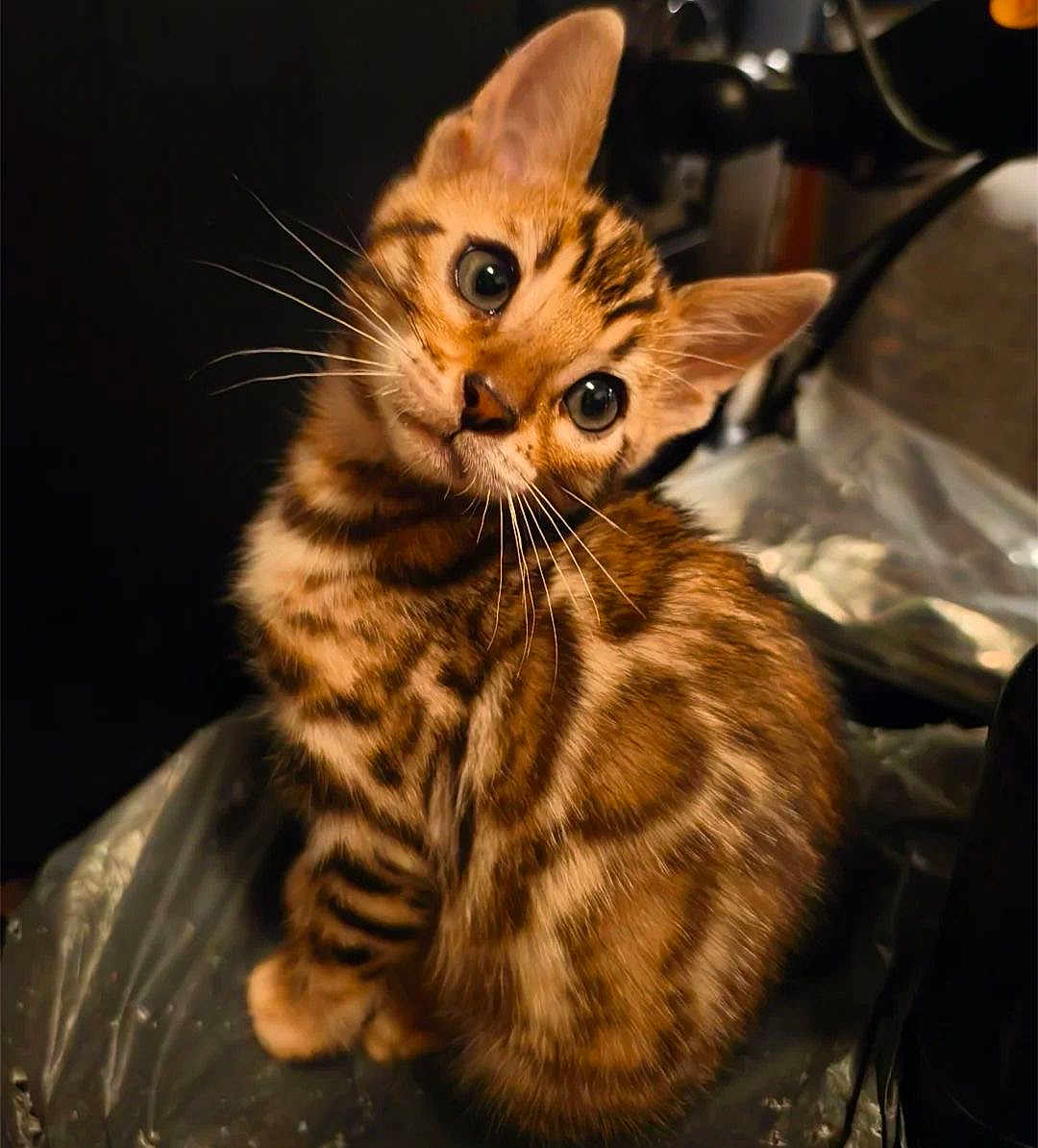 Milly joined the competition — help win amazing prizes! kitten, cat, feline, tabby_cat, striped_fur, whiskers, big_eyes, curious, tilted_head, ears, pet, cute, fur, portrait, closeup, indoor, plastic_sheet, dark_background, soft_lighting, sitting