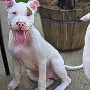 Zero is registered to the contest to win money with this photo: puppy, dog, white_dog, sitting, happy, tongue_out, outdoor, concrete, plant_pot, brown_patch, pet, animal, young_dog, canine, ears_up, playful, cute, friendly, smiling, tongue