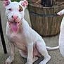 puppy, dog, white_dog, sitting, happy, tongue_out, outdoor, concrete, plant_pot, brown_patch, pet, animal, young_dog, canine, ears_up, playful, cute, friendly, smiling, tongue
