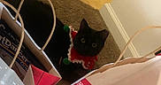 Salem is registered to the contest to win money with this photo: animal, black_cat, carpet, cat, curious, cute, domestic_cat, eyes, festive, floor, green, holiday, holiday_season, indoor, knitted_collar, pet, pom_poms, red, shopping_bags, white