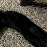 Salem joined the competition — help win amazing prizes! animal, black_cat, carpet, cat, cozy, curious, ears, feline, floor, furniture, home, indoor, long_body, looking_up, pet, relaxed, shadow, stretching, whiskers, wood