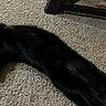 animal, black_cat, carpet, cat, cozy, curious, ears, feline, floor, furniture, home, indoor, long_body, looking_up, pet, relaxed, shadow, stretching, whiskers, wood