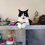 Oreo a rejoint le concours — aidez-le/la à gagner de superbes lots ! adult, altar, animal, architecture, building, cat, church, indoors, interiordesign, jar, kitten, male, man, pet, plant, pottedplant, pottery, prayer, shelf, vase