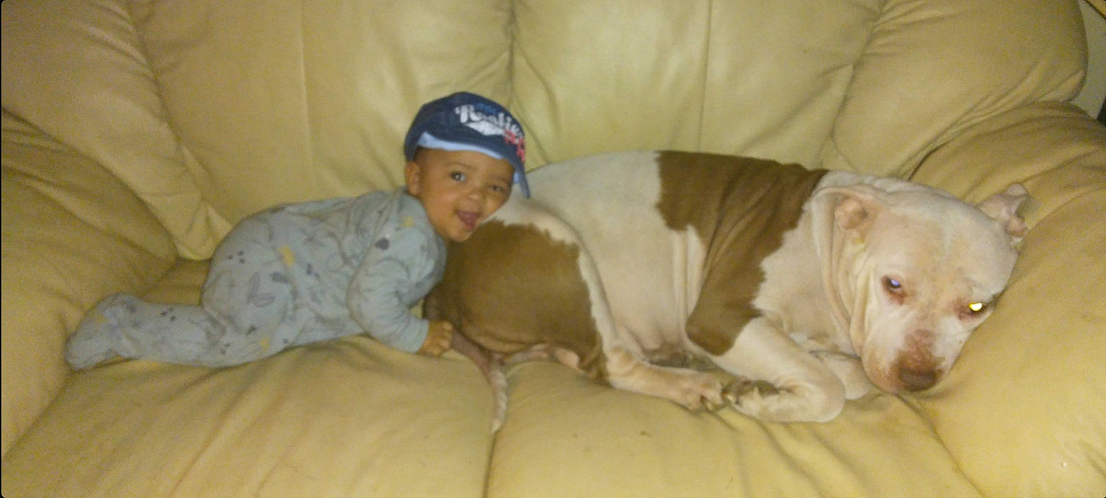 Jericho joined the competition — help win amazing prizes! baseball_cap, canidae, cap, carnivore, child, comfort, companion_dog, couch, dog, dog_breed, dog_supply, fawn, flooring, headwear, linens, paw, person, smile, sporting_group, tail