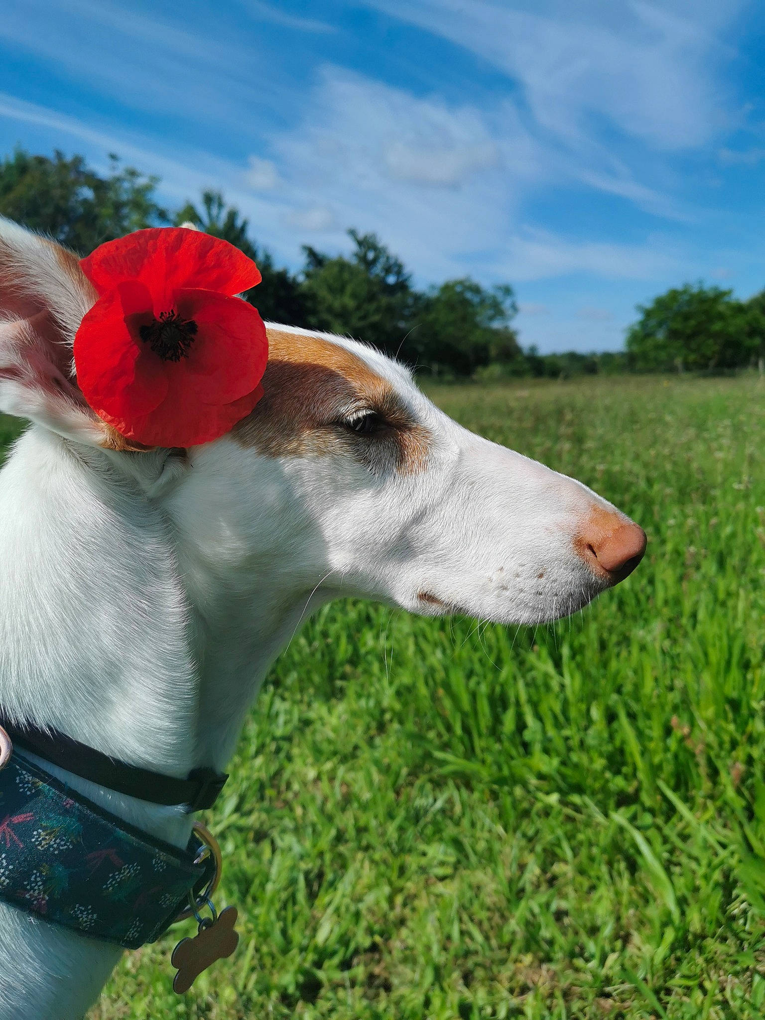 Martina a rejoint le concours — aidez-le/la à gagner de superbes lots ! canidae, carnivore, cloud, collar, companion_dog, dog, dog_breed, dog_collar, dog_supply, fawn, flower, grass, landscape, plant, rampur_greyhound, sighthound, sky, snout, sporting_group, working_animal