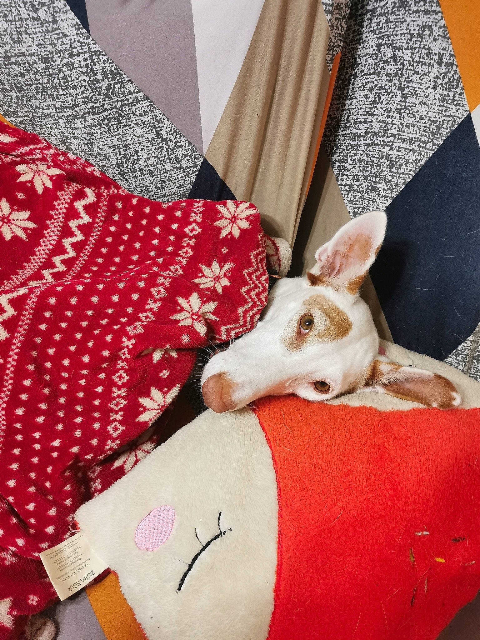 Martina a rejoint le concours — aidez-le/la à gagner de superbes lots ! bull_terrier, carmine, carnivore, comfort, companion_dog, curtain, dog, dog_breed, ear, fawn, human_leg, linens, magenta, pattern, pink, room, snout, textile, white, working_animal