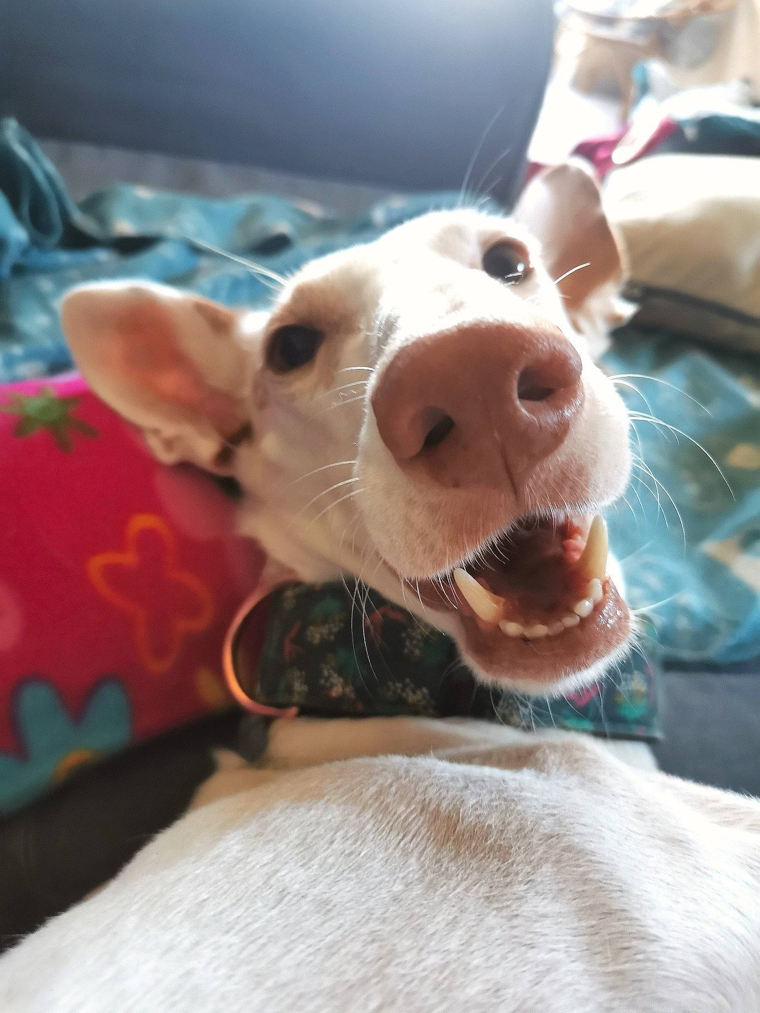 Martina a rejoint le concours — aidez-le/la à gagner de superbes lots ! canidae, carnivore, collar, comfort, companion_dog, dog, dog_breed, ear, eyelash, fawn, fur, happy, jaw, smile, snout, sporting_group, terrier, toy_dog, whiskers, working_animal