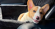 Murphy joined the competition — help win amazing prizes! animal, booster_seat, car, car_interior, car_seat, corgi, cute, daylight, dog, ears, leather, mouth, nose, pet, puppy, relaxed, seat_cover, smiling, sunlight, window