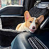animal, booster_seat, car, car_interior, car_seat, corgi, cute, daylight, dog, ears, leather, mouth, nose, pet, puppy, relaxed, seat_cover, smiling, sunlight, window