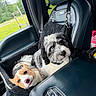 black_and_white_dog, brown_and_white_dog, car, car_seat, collar, companion, cute, dog, fur, greenery, heterochromia, indoor, leash, pet, puppy, resting, seat_cover, travel, vehicle_interior, window