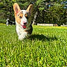 animal, canine, corgi, daytime, dog, ears_up, field, grass, greenery, happy, nature, outdoor, pets, playful, puppy, running, summer, sunlight, tongue_out, trees