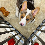 Murphy joined the competition — help win amazing prizes! puppy, dog, corgi, floor, chew_toy, red_shoes, metal_bars, looking_up, indoor, tile_floor, pet, animal, cute, young_dog, ears, white_and_brown, snout, pink_nose, fence, jeans