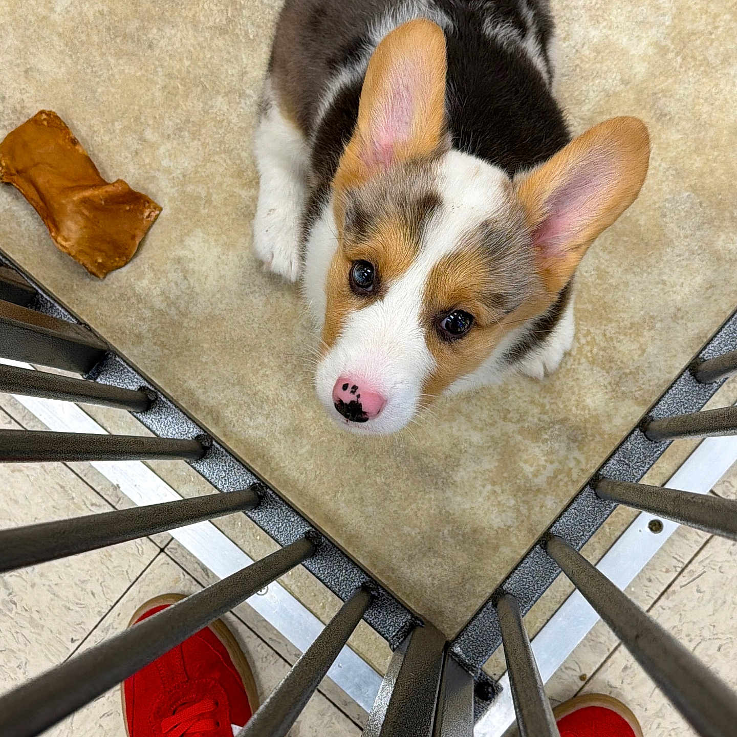 Murphy joined the competition — help win amazing prizes! puppy, dog, corgi, floor, chew_toy, red_shoes, metal_bars, looking_up, indoor, tile_floor, pet, animal, cute, young_dog, ears, white_and_brown, snout, pink_nose, fence, jeans