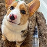 adorable, animal, bed, black, blanket, brown, canine, corgi, cute, dog, ears, fur, furry, indoor, looking_up, nose, pet, puppy, white, young