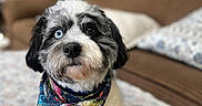 Willie is registered to the contest to win money with this photo: animal, bandana, blanket, blue_eye, brown_eye, comfort, couch, cozy, curious, cute, decor, dog, fur, heterochromia, home, indoor, living_room, pet, portrait, small_dog